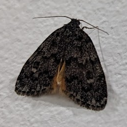 moth